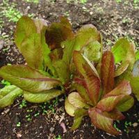 เมล็ดพันธุ์ คิมมารอน (Cimmaron Romaine Lettuce) ผักสลัด บรรจุ 100 เมล็ด