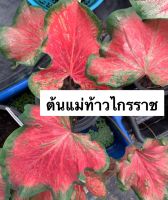 บอนสีท้าวไกรราช บอนโบราณ หายาก ต้นโตแล้วกัดสีสวยมากๆ