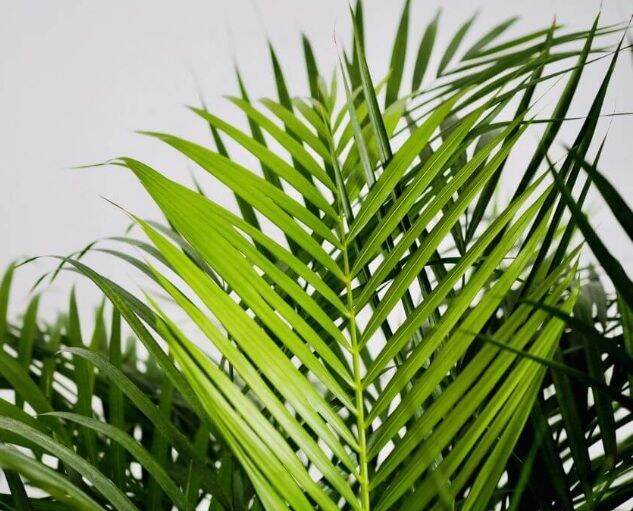 REAL LIVE PLANT JAVA PALM WITH POLYBAG GARDENING INDOOR /OUTDOOR POKOK ...