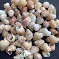 วัสดุตกแต่ง หอยสังข์ธรรมชาติ 50g small snail shell1-3cm