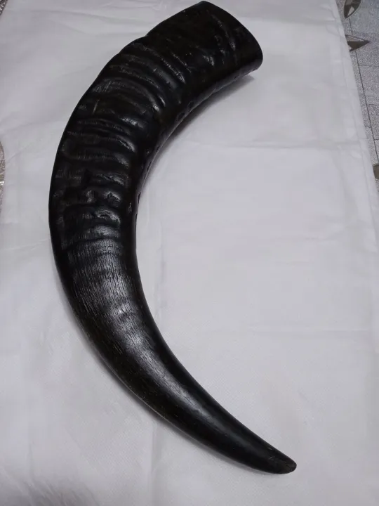 XL size REAL CARABAO HORN CHEW TOYS FOR DOGS Lazada PH
