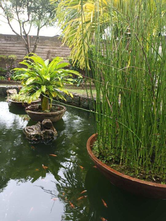 Horsetail/Equisetumhyemale/Water plant/Aquatic plant/Water feature/Pond