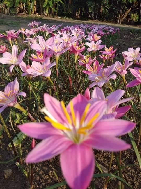 ดอกบัวดินสีชมพู1ชุด5หัวพันธุ์ไม้ดอกไม้ประดับไม้หายาก