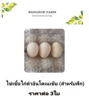 ไข่เชื้อไก่ดำอินโดเนเซีย สำหรับฟัก ราคาต่อ 3ใบ