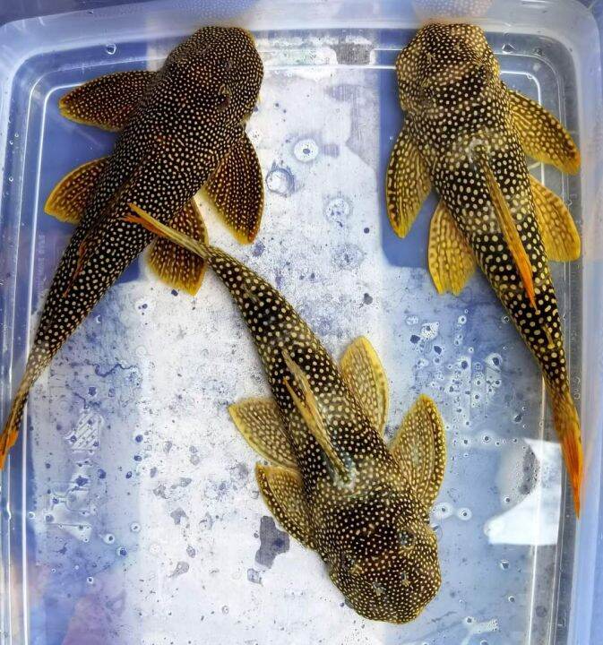 Pleco L-014 Golden Sunshine 3cm | Lazada