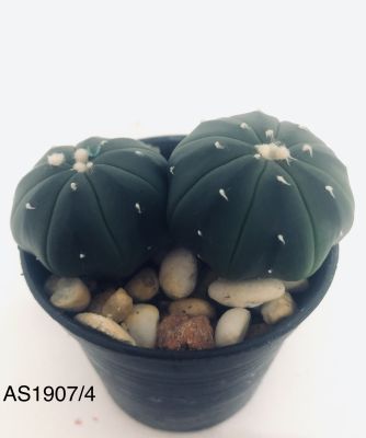 แคคตัส แอสโตร Astrophytum asterias กระถาง 2 ต้น