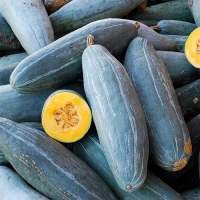 เมล็ดพันธุ์ ฟักทอง กัวเตมาลาน บูล ( Guatemalan Blue Squash Seed ) บรรจุ 5 เมล็ด