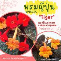 พรมญี่ปุ่น ไทเกอร์ (Tiger Stripe)ในกระถาง 3 นิ้ว ใบสีน้ำตาลเข้ม ดอกสีแดงผสมเหลืองลายจุด