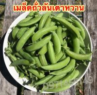 เมล็ดถั่วลันเตาหวานฝักอวบหวานกรอบ