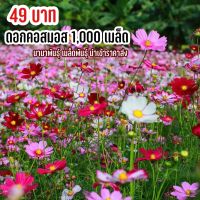 ดอกคอสมอสคละสี 1,000 เมล็ดพันธุ์ คละสีสวยปลูกง่าย