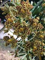 Grammatophyllum speciosum ว่านหางช้าง กล้วยไม้ที่ใหญ่ที่สุด เลี้ยงแดดได้ร่มได้