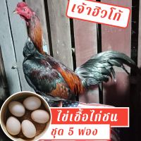 ไข่เชื้อไก่ชนเจ้าฮิวโก้ ชุด 5 ฟอง สำหรับฟัก