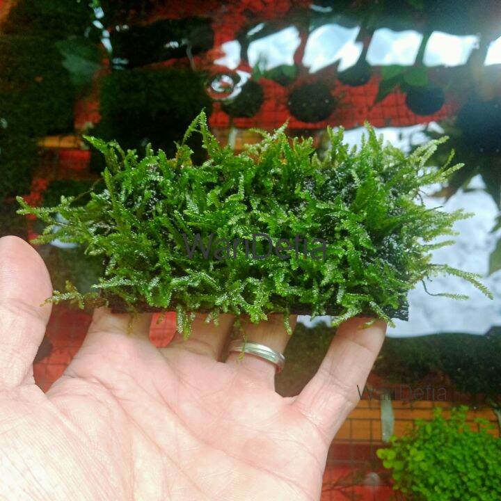 Weeping Moss Tanaman Aquascape media lempeng Lazada Indonesia