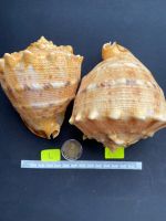 เปลือกหอยสวย ๆ rare golden big sea snail shell collectible tiger pattern shell