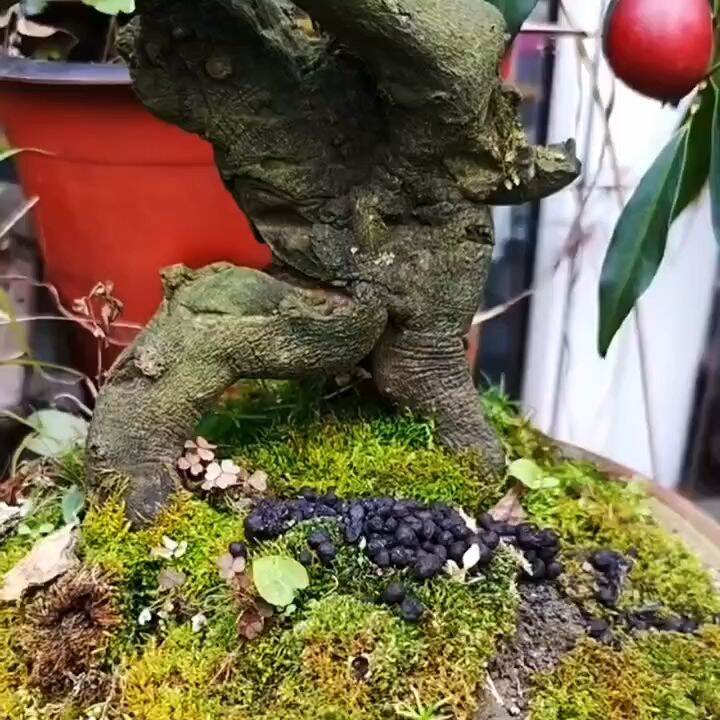 1PC Plants Fertilizer Basket Fertilizer Container Osmocote Succulents