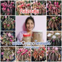 กล่องเมล็ดGymnoด่าง กล่องละ99บาท สุดคุ้ม