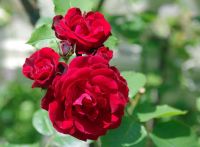 กุหลาบเลื้อยสีแดงredfountainดอกดกทนโรคออกดอกตลอดปีสวย