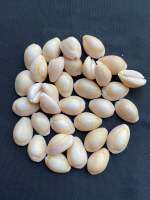 yellow back gold coil cowrie วัวขดทองหลังเหลือง 50g