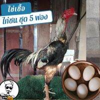 ไข่เชื้อไก่ชน ชุด 5 ฟองสำหรับฟัก