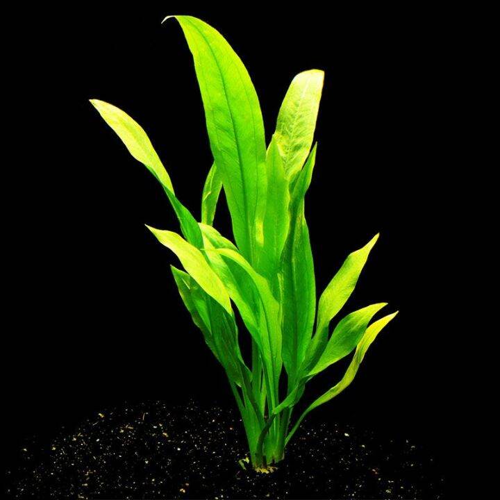 bulb amazon 3 pcs (lowtech aquatic plants) Lazada PH