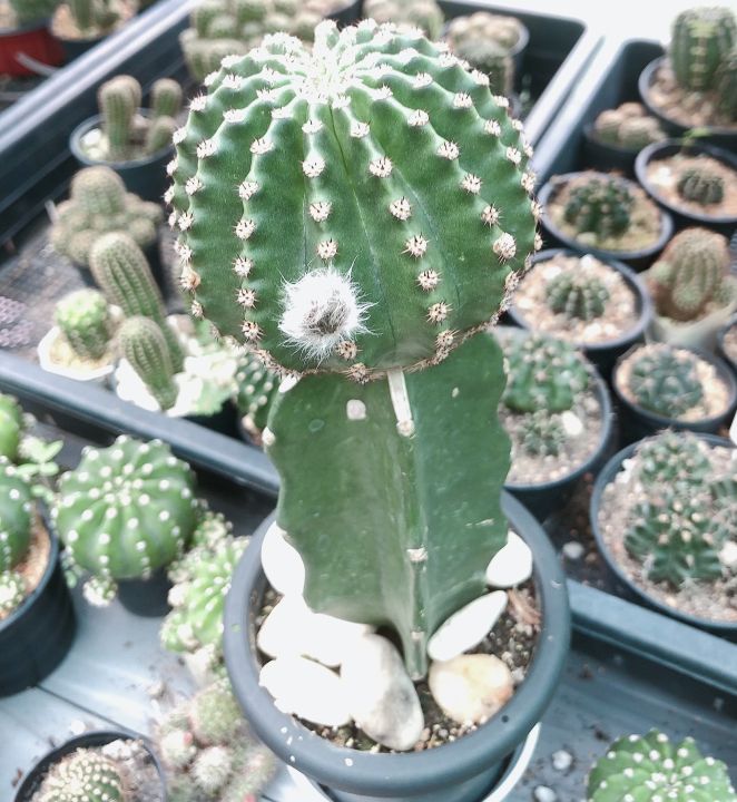 แคคตัส-อิชินอปซิส-ไฮบริด-พิงค์แองเจิ้ล-echinopsis-hybrid-angel