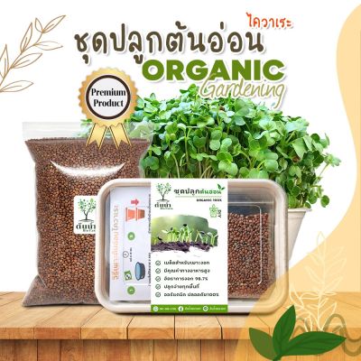 ชุดปลูกต้นอ่อนไควาเระ เมล็ดเพาะงอก เมล็ดพันธุ์ผัก พร้อมปลูก organic 100%🌱