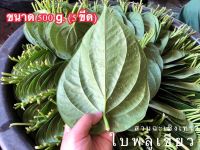 ใบพลู พลูกินหมาก ใบพลูเขียว Betel leaf พลูเขียวสวนจากฉะเชิงเทราขนาด 500g. (5ขีด) ใบพลูปลอดสาร