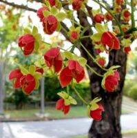 เมล็ดพันธุ์คูนสองสี/คูนแดง/บริวสเตอร์ แคสเซีย (Cassia Brewsteri Seed)บรรจุ 15 เมล็ด ของแท้ คุณภาพดี ราคาถูก นำเข้าจากต่างประเทศ