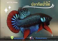 ป่าใต้ แก้มเขียว สีสวย คัดเกรดAAA ซื้อ2แถม1++ ลดราคาพิเศษ รีบเลย !!