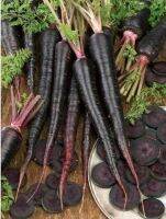 เมล็ดพันธุ์ แครอท ดำ เนบิวล่า (Black Nebula Carrot Seed) บรรจุ 20 เมล็ด คุณภาพดี ของแท้ 100%