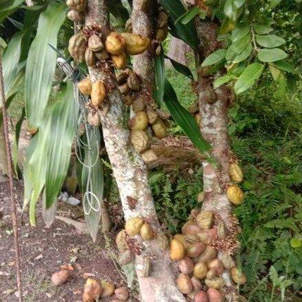 Pokok Namnam 喃喃果/ Katak Puru / Namu-namu / Cynometra Cauliflora 找同属植物 ...