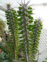 อัลลูออเดีย Alluaudia Procera Madagascar Ocotillo