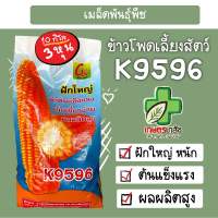 เมล็ดพันธุ์ข้าวโพดเลี้ยงสัตว์ ซีเค K9596 ตราซีเค