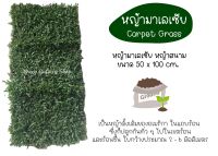 ?ลดแรง?หญ้ามาเลเซีย หญ้าจริง หญ้าสนาม หญ้าจัดสวน ขนาด50×100cm. Carpet grass(Real grass), 马来西亚草（真的草不是人造草）