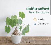 พร้อมใบทุกต้น เสน่ห์นางพิมพ์ ชื่อวิทยาศาสตร์ Sterculia colorata เรียกได้ว่าเป็นไม้มงคลเพราะมีความเชื่อในเรื่องของ ปกป้อง