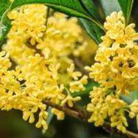 เมล็ดพันธุ์ หอมหมื่นลี้ ( sweet osmanthus ) บรรจุ 5 เมล็ด