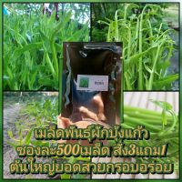 เมล็ดพันธุ์ผักบุ้งแก้ว ผักบุ้งนา แถมคู่มือปลูกผักบุ้ง สั่ง3แถม1 จัดส่งไวทุกวัน