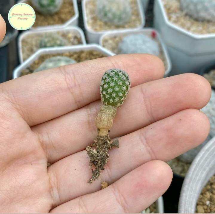 mamm20-mammillaria-hermosana-seedling-ไม้เพาะเมล็ด-แคคตัส-กระบองเพชร-ต้นไม้-แมม-แมมมิลลาเรีย-แมมมิลาเรีย