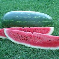 เมล็ดพันธุ์ แตงโม คองโก้ แตงโมยักษ์ (Congo Watermelon Seed) ลูกใหญ่น้ำหนักผลเฉลี่ย 15-22 กิโลกรัม บรรจุ 5 เมล็ด