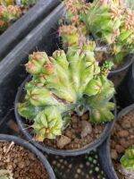 Myrtillocactus geometrezans cristata in 3" pots