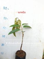 ต้นทุเรียนนกหยิบ  50-60 cm.+