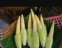 ข้าวโพดฝักอ่อน เมล็ดพันธุ์ ข้าวโพดฟักอ่อน 40 เมล็ด พันธุ์ จักรพรรดิ์ corn มีวิธีปลูกให้หลังซอง เมล็ดพันธุ์ผัก เมล็ดผัก เมล็ดผักสวนครัว เมล็ดพันธุ์