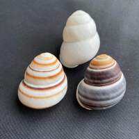 เปลือกหอยน่ารัก land snail shell สามสี 3.5-4cm