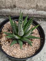 ม้าลายHaworthia กระถาง4นิ้ว49บาท