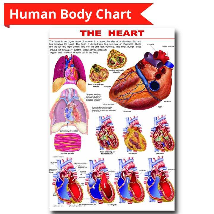 The Human Heart Science Educational Laminated Wall Chart for your kids ...