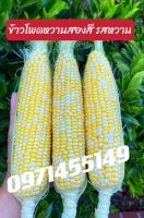 เมล็ดพันธุ์ ข้าวโพดหวาน สองสี เซเรนดิพิตี้ Serendipity Triple Sweet Corn F1 บรรจุ80-100เมล็ด(Zea mays)