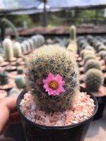 เลาอายลูกเจี๊ยบ ไฮบริด ดอกชมพู ไม้หายาก Mammillaria Laui hybrid