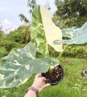 Alocasia Macrorrhiza หรือ บอนกระดาษด่าง (ยักษ์) เป็นบอนขนาดสูงและใหญ่มาก(ใหญ่กว่าคนหลายเท่า) จัดส่งทั้งกระถาง9นิ้ว เหมือนซท้อเวลา ด่างแล้วไม่ต้องลุ้น