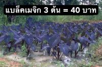 FLASH SALE ?แท้ 100%? 3 ต้น = 40 บาท ส่งแบบตัดใบห่อราก บอนดำ colocasia black magic แบล็ค เมจิก