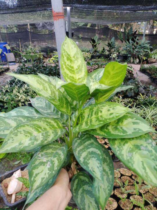 aglaonema-มหาเศรษฐี-ส่งพร้อมถุงขนาด-4-9-นิ้ว